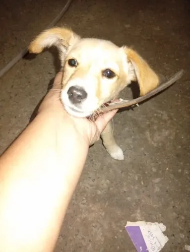 Doa se cachorrinha