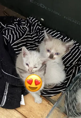 Doação Gatas Filhote