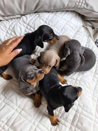 Lindos filhotes de Baset hound com 30 dias