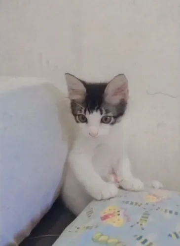 Gato pra adoção (macho)