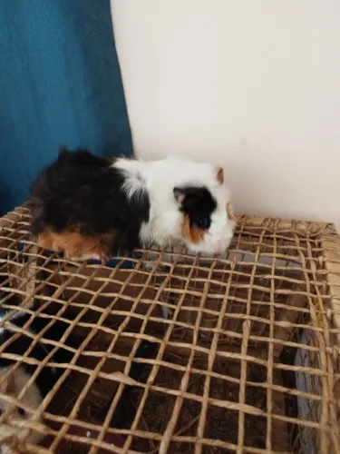Porquinho