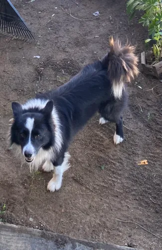 Doação Border Collie