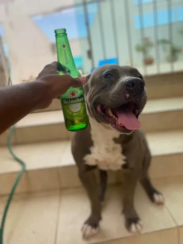 Pit monster para doação 