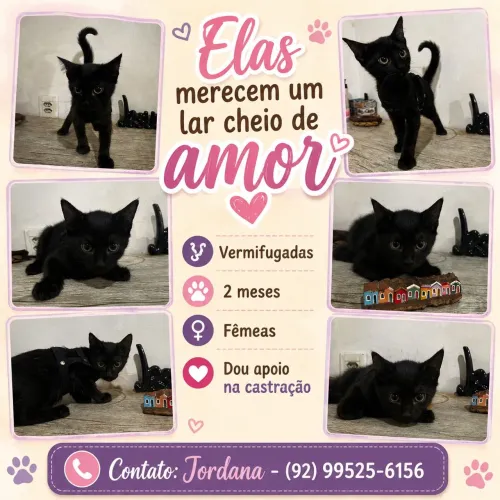 Doação gatinhas pretas