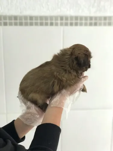 Filhotes de Shih Tzu Disponíveis - Até 12x Sem Juros no Cartão!