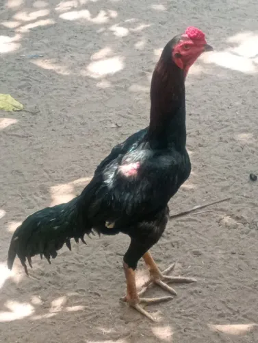 Galo moura 