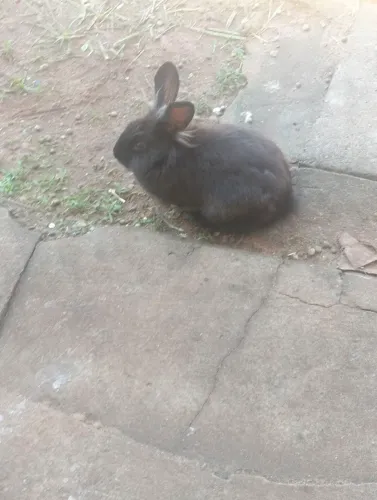 Vende-se mini coelho e porquinho da índia 