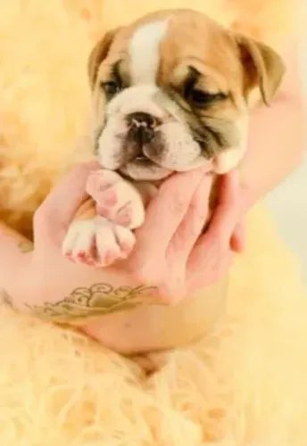 Bulldog Inglês,Bulldog Inglês Filhote Pronto Para Novo Lar