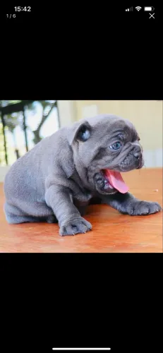 Bulldog francês Blue 
