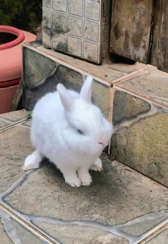 Netherlands DARF Macho 4 meses