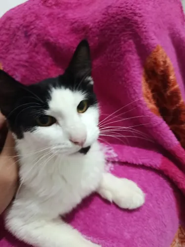 Gata filhote 