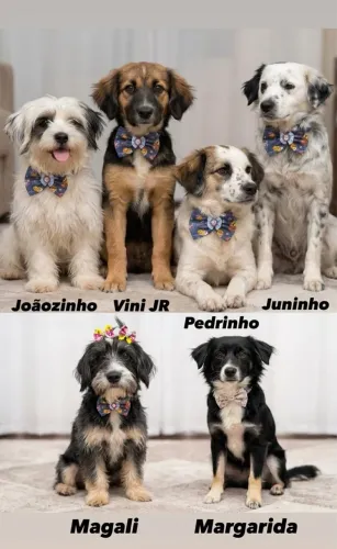 Doação de Filhotes 