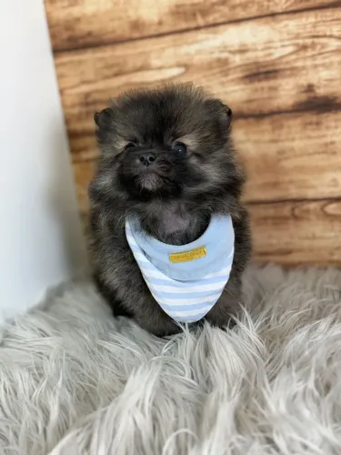 Spitz alemão