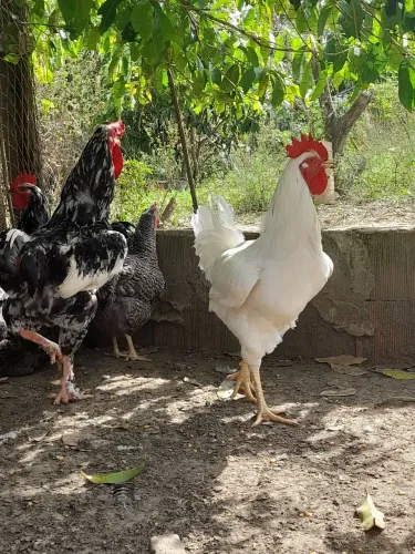 Frangos Balão já cobrindo galinhas