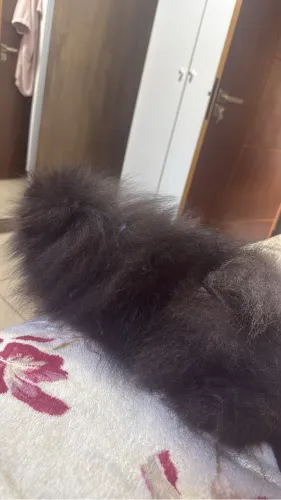 Alguma fêmea de pug preta