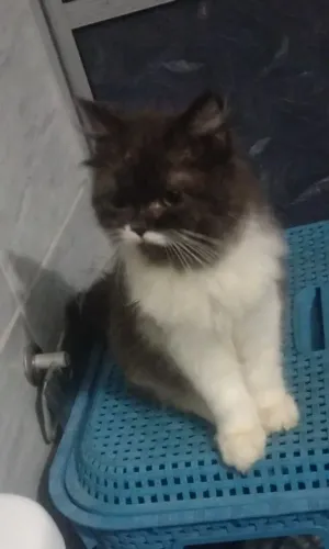 Gato persa filhote
