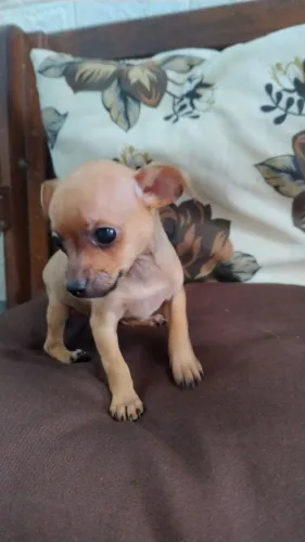 Pinscher machinho único