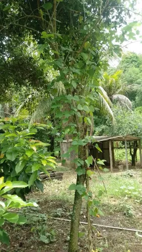 Painel de alinhamento 