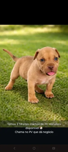 Filhote fêmea de Pit monster 