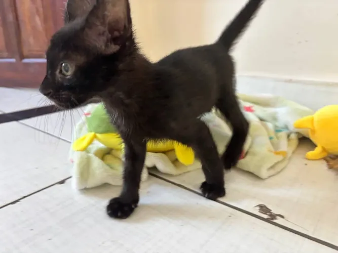Doando gatinho macho 