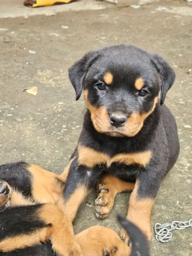 Filhotes de Rottweiler