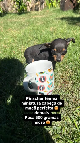 Pinscher fêmea zero miniatura $2.500,00