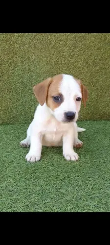 Jack Russel Terrier | Entregamos ainda hoje
