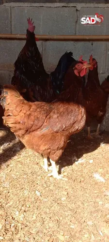 Ovos Galados Rhode Island Red