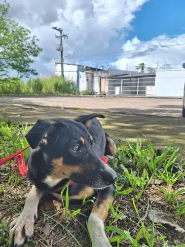 Cachorro macho para adoção 