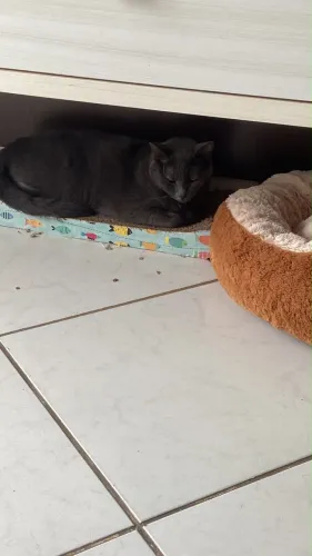 Doando uma gata azul russo