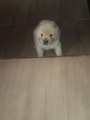 Cachorro para vender