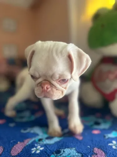 Casal pug Albino