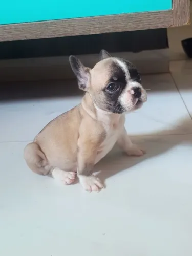Bulldog francês disponível 