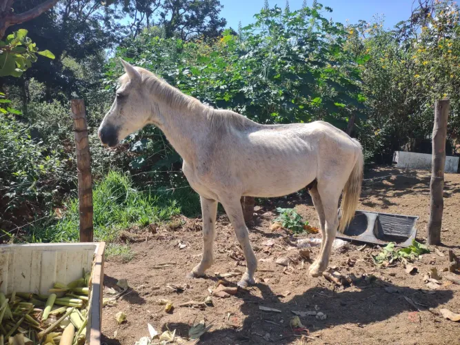 Cavalo manso de arreio de qualquer pessoa andar