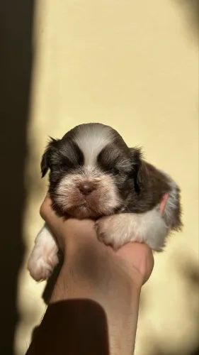 FILHOTES DE SHIH TZU