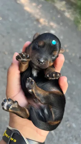 Yorkshire Micro Face