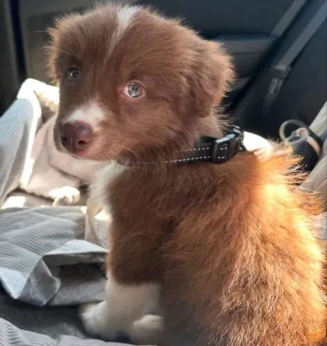 Filhotes de Border Collie | Filhotinhos muito amorosos!