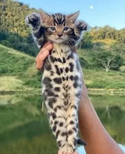 Bengal O gato leopardo 