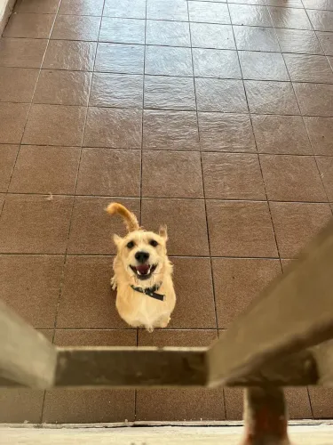 Doa-se cachorro de pequeno porte