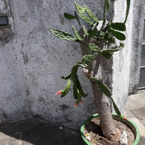 Planta
