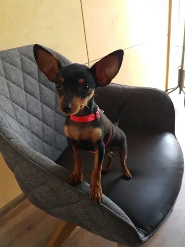 Filhotes De Pinscher - Pequenos Anjos Esperando Por Um Lar