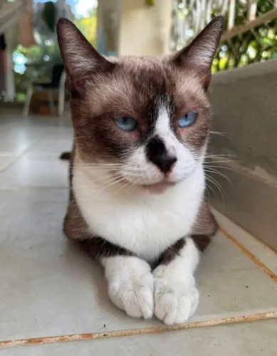 Gata para Adoção 