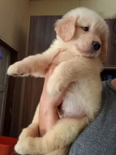 Golden Retriever Já Para Entrega