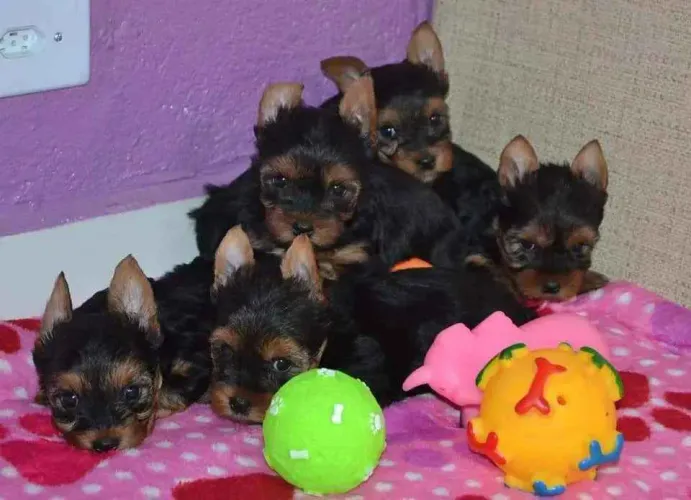 Filhote Yorkshire Terrier, Rabinhos felizes procurando um novo lar!
