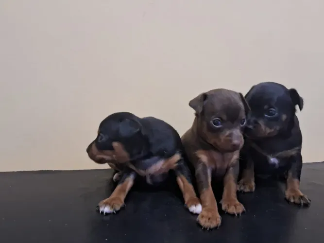 Vendo pinscher número 1