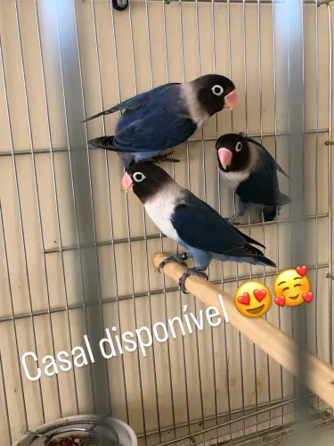 Azul cobalto Lindos