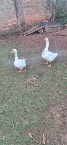 Ganso sinaleiro chinês branco 