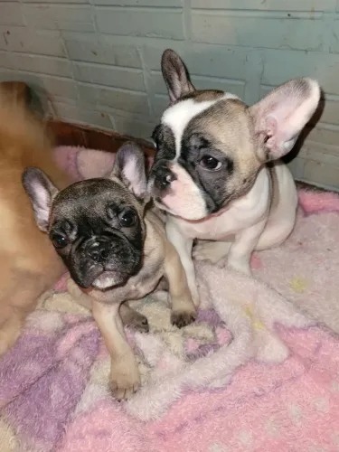 Fêmeas buldogue francês disponíveis, estudo possível troca. + informações no WhatsApp