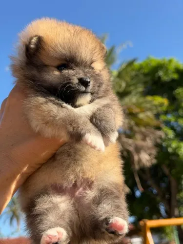 Lulu Da Pomerania Anão, Spitz Alemão Anão