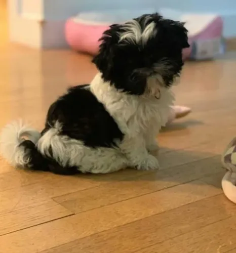 Filhotes de Shih Tzu | Um momento para recordar.